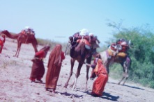 Jat women loading their camels before starting off.