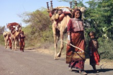 The camels are loaded with the entire possessions of the family, a familiar scene along the highways of Kachchh. The maldhari migratory routes are puntured by several highways in recent times.