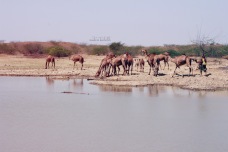 Camels move slowly towards the pond for their mid-day drink