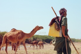 Ahmedbhai waits for his camels to finish their drink