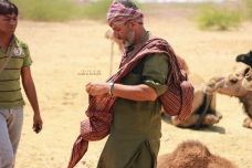 Collecting camel wool